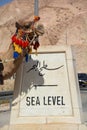 Bedouin camel on the way to the dead sea. Royalty Free Stock Photo