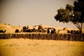 Bedouin camels caravan Royalty Free Stock Photo