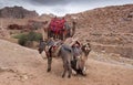 Bedouin camels and donkey waits for tourists at Petra archaeological park