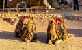 Bedouin camels rest in the ancient city of Petra Royalty Free Stock Photo