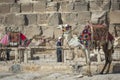 Bedouin camels rest near the Pyramids, Cairo, Egypt