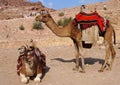 Bedouin camels in Petra, Jordan Royalty Free Stock Photo