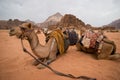 Bedouin camels taking a rest, Jordan Royalty Free Stock Photo