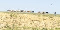 Bedouin and Dogs Herding Goats near Arad in Israel