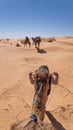 Bedouin man leading a camel on a camel trek