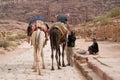 Bedouin man riding a camel, Petra, Jordan, Middle East Royalty Free Stock Photo