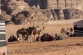 Bedouin nomads camp with camels Royalty Free Stock Photo