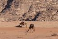 Bedouin nomads camp with camels