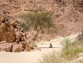 Bedouin prays sitting on the sand in the shade of a tree in the desert against the backdrop of mountains in Egypt Dahab South