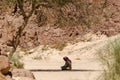 Bedouin prays sitting on the sand in the shade of a tree in the desert against the backdrop of mountains in Egypt Dahab South