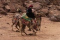 Bedouin riding a Camel in Petra, Jordan