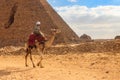 Bedouin riding camel near the Great Pyramids of Giza in Cairo, Egypt