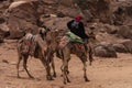 Bedouin riding a Camel in Petra, Jordan Royalty Free Stock Photo