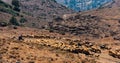 Bedouin shepherd and sheeps in the mountains