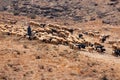 Bedouin shepherd and sheeps in the mountains