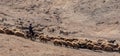 Bedouin shepherd and sheeps in the mountains