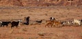 A bedouin shepherd in Wadi Rum desert Royalty Free Stock Photo