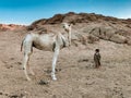 Bedouin village in Sahara desert Egypt. Girl and camel