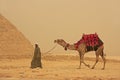 Bedouin walking with camel near Pyramid of Giza, Cairo Royalty Free Stock Photo