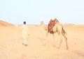 Bedouin walking with saddled camel Royalty Free Stock Photo