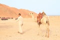 Bedouin walking with saddled camel