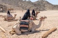 Bedouin women dressed in hijabs stand next to camels and wait for tourists in Egypt