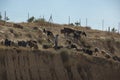 Bedouin youth and goats Royalty Free Stock Photo