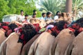 Bedouins camel