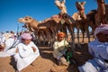 Bedouins camels Royalty Free Stock Photo