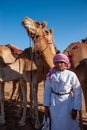 Bedouins camels