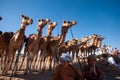 Bedouins camels Royalty Free Stock Photo