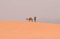 2 bedouinsÃ¢â¬â¢ camels in Wadi Rum Desert Royalty Free Stock Photo