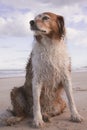 Bedraggled red and white curly haired collie type dog at a beach