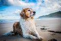 Bedraggled red and white curly haired collie type dog at a beach