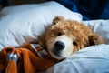 Bedridden bear teddy recovering, emphasizing life and accident insurance importance