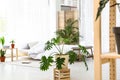 Bedroom interior with indoor plants Royalty Free Stock Photo