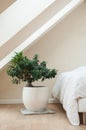Bedroom with zen decorative bonsai