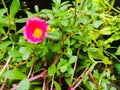 Bedrose flower of rose color with yellow at the center and green small leaves. Royalty Free Stock Photo