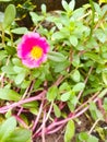 Bedrose flower of rose color with yellow at the center and green small leaves. Royalty Free Stock Photo