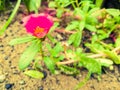 Bedrose flower of rose color with yellow at the center and green small leaves. Royalty Free Stock Photo