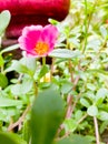 Bedrose flower of rose color with yellow at the center and green small leaves. Royalty Free Stock Photo