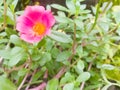 Bedrose flower of rose color with yellow at the center and green small leaves. Royalty Free Stock Photo