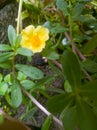 Bedrose flower of yellow petals and pollen center of yellow color. Royalty Free Stock Photo