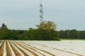 Beds of agricultural crops covered with plastic film on a field.