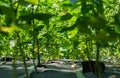 Beds with bushes of green sweet pepper on sunny summer day. Bunch of green plant growing in vegetable garden outdoors Royalty Free Stock Photo