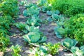 The beds of cabbage in the garden in the summer