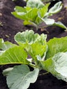 Beds with cabbage plants. Cultivation of cabbage on flat rows of land. Agriculture and cultivation of berries, fruits