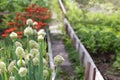 Beds with green onions, flowers and potatoes in sunny summer day. Royalty Free Stock Photo