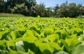 Close-up, beds of green seedlings, background Royalty Free Stock Photo