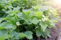 Beds with growing blooming strawberries plants in farm, gardening and farming.
